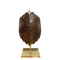 Lampara tortuga. 1900