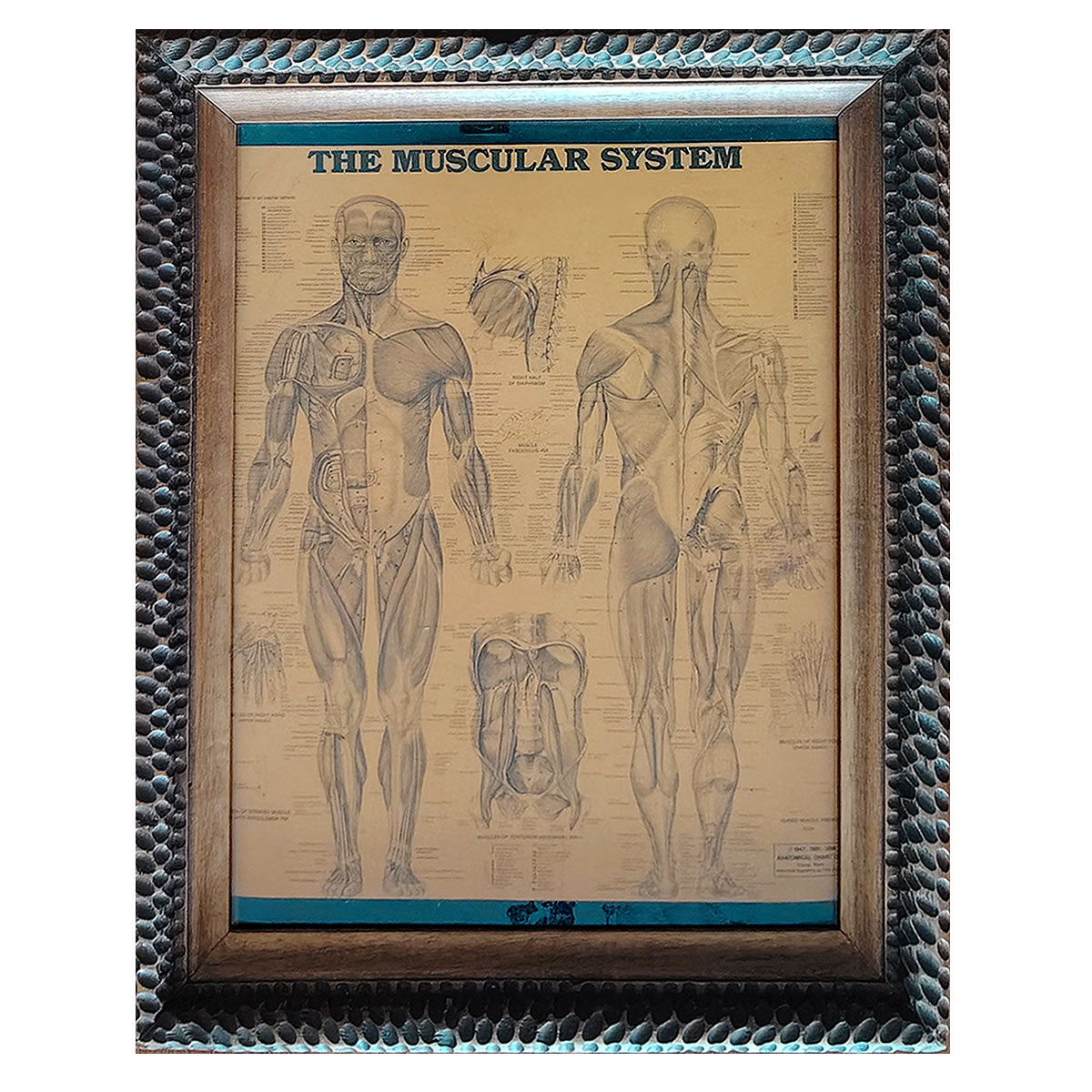 Cuadro anatomia academica